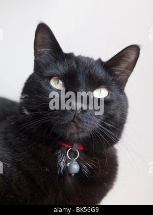 Eine burmesische schwarze Katze. Stockfoto