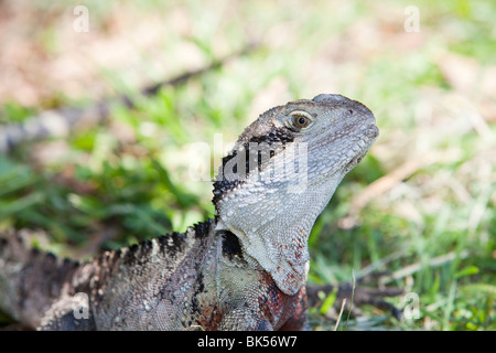 Eine östliche Water Dragon Eidechse sonnen sich in der Nähe von Manly Beach, Sydney, Australien. Stockfoto