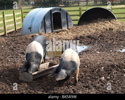 Schweine füttern von einem Trog im weißen Post Farm Centre in Nottinghamshire, England UK Stockfoto