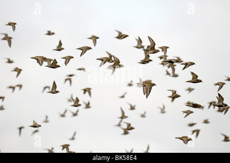 Herde der Goldregenpfeifer Pluvialis Apricaria Reeth, Yorkshire Dales, UK Stockfoto