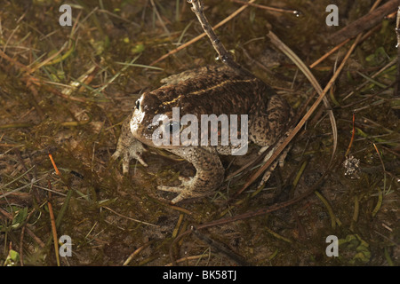 Natterjack Kröte, Bufo Calamita Ainsdale Sanddünen Natur behalten, Merreyside, UK. Stockfoto