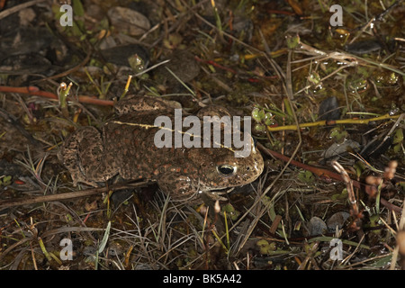 Natterjack Kröte, Bufo Calamita Ainsdale Sanddünen Natur behalten, Merreyside, UK. Stockfoto