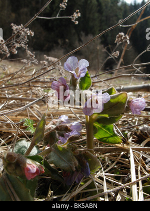 Pulmonaria Obscura, Suffolk Lungenkraut oder unbefleckt Lungenkraut gesehen am Ufer des Flusses Aufsess in Franken, Bayern, Deutschland Stockfoto