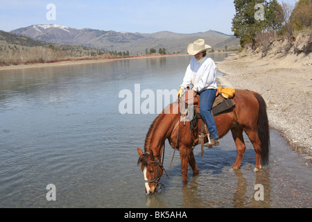 Cowboy reitet ein Pferd trinken Wasser aus einem Fluss, Flathead River, Montana, USA Stockfoto