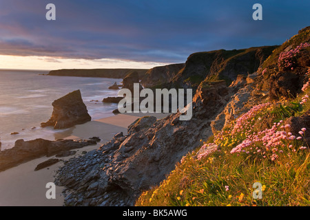 Wildblumenwiese auf die rührende mit Blick auf Bedruthan Steps, North Cornwall, England, Vereinigtes Königreich, Europa Stockfoto