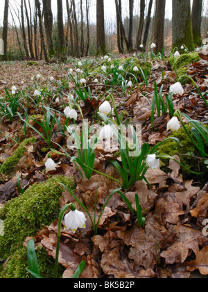 Schneeflocken (Leucojum Vernum), gesehen in einem Wald in Franken, Bayern, Deutschland Stockfoto