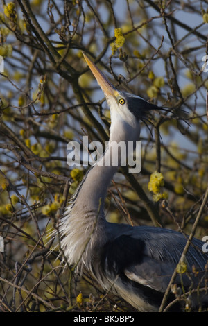 Erwachsenen Graureiher (Ardea Cinerea) im Himmel weisenden Display induziert durch die Ankunft von seine Gattin Stockfoto