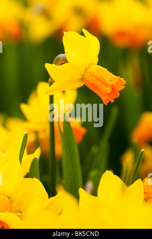 Narzissen 'Jetfire' im Eden Project in Cornwall Stockfoto