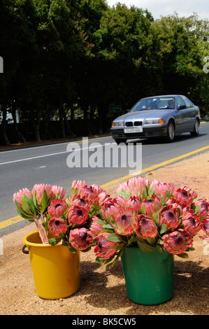 Das Protea Blumen zum Verkauf an den Straßenrand außerhalb der Kirstenbosch botanische Gärten in Cape Town, South Africa Stockfoto