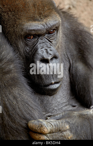 Weibliche Westlicher Flachlandgorilla in Gefangenschaft, Rio Grande Zoo, Albuquerque, New Mexico, USA Stockfoto