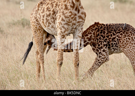 Baby Masai Giraffe (Giraffa Plancius Tippelskirchi) Krankenpflege, Masai Mara National Reserve, Kenia, Ostafrika, Afrika Stockfoto