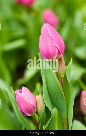 Tulpe "Happy Family" in voller Blüte im The Eden Project Stockfoto