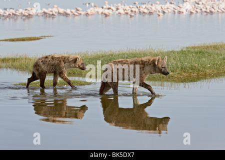 Zwei entdeckt Hyäne zu Fuß entlang der Kante des Lake Nakuru, Lake-Nakuru-Nationalpark, Kenia Stockfoto