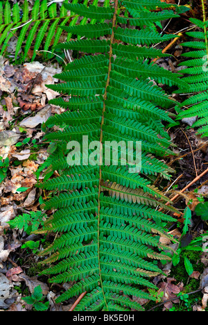 Bracken Blatt Wedel Stockfoto