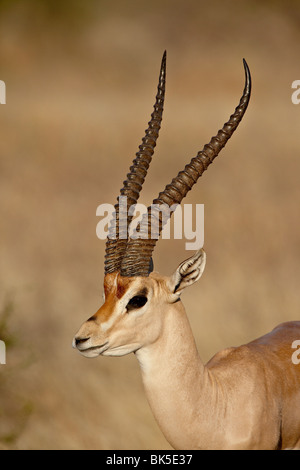 Männliche Grant es Gazelle (Gazella Granti), Afrika, Ostafrika, Samburu National Reserve, Kenia Stockfoto