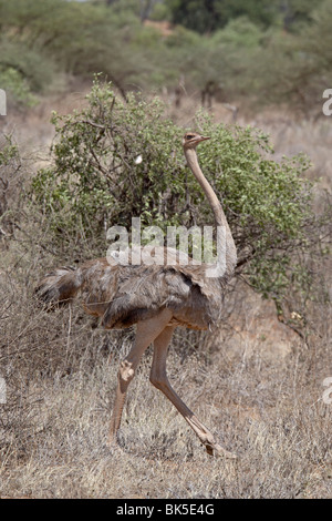 Weibliche Somali-Strauß (Struthio Molybdophanes), Samburu National Reserve, Kenia, Ostafrika, Afrika Stockfoto