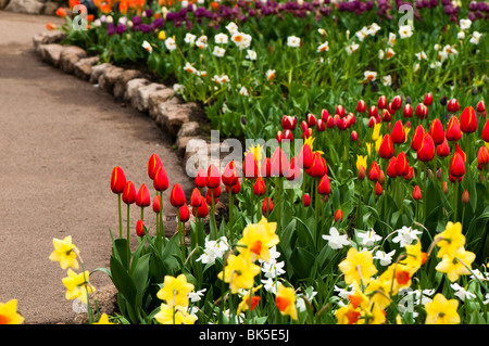 Gemischte Tulpen und Narzissen Display im Mittelmeer Biom bei The Eden Project in Cornwall im Frühjahr Stockfoto