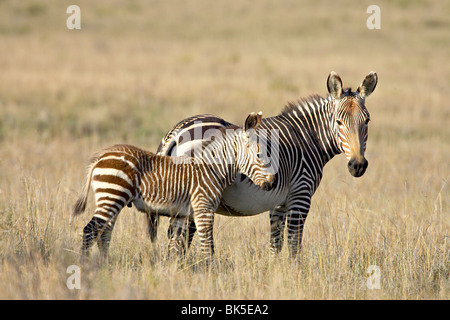 Cape Mountain Zebras (Equus Zebra Zebra) Mutter und Fohlen, Mountain Zebra National Park, Südafrika, Afrika Stockfoto