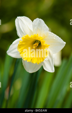 Nahaufnahme von einem zweifarbige Narzissen in voller Blüte Stockfoto