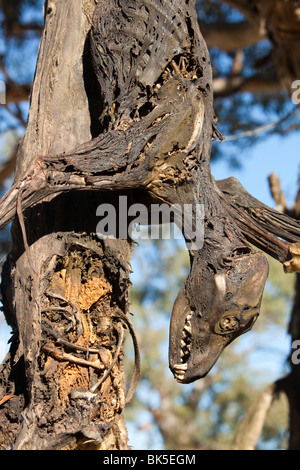 Wilde Hunde erschossen und auf eine Straße Seite Baum in der Nähe von Lake Eucumbene, Australien, von einem Landwirt, dessen Schafe angegriffen wurden, aufgehängt Stockfoto