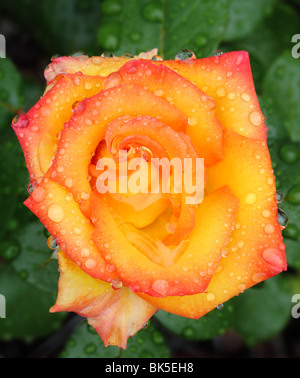 Makrofoto des bunten rosa, gelbe und rote rose mit Regentropfen gegen Laub Stockfoto
