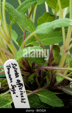 Nahaufnahme eines gemeinsamen weisen, Savlia Officinalis, Pflanze Stockfoto