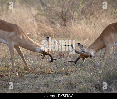 Zwei männliche Impala (Aepyceros Melampus) sparring, Krüger Nationalpark, Südafrika, Afrika Stockfoto