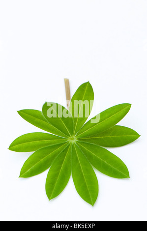 Blatt aus einer Lupine "Galerie Blue" Anlage Stockfoto