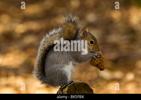 Graue Eichhörnchen (Sciurus carolinensis) Sitzen und Essen auf einem Baumstamm Stockfoto