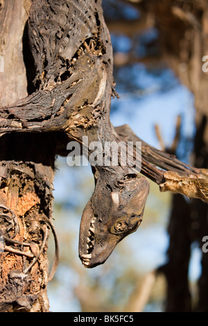 Wilde Hunde erschossen und auf eine Straße Seite Baum in der Nähe von Lake Eucumbene, Australien, von einem Landwirt, dessen Schafe angegriffen wurden, aufgehängt Stockfoto