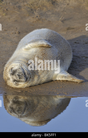 Welpe grau zu versiegeln, schlafen in der Nähe eines Pools Lincolnshire England Stockfoto