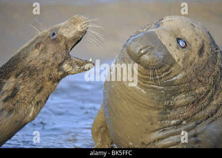 Bull und weibliche grau versiegeln Playfighting vor der Paarung Lincolnshire England Stockfoto