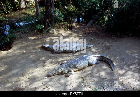 Krokodile sonnen sich in der Sonne innerhalb einer Krokodilfarm in Simbabwe Stockfoto