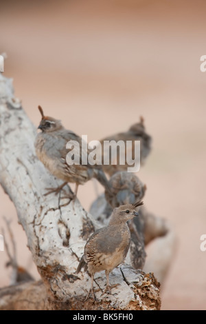 Die Gambels Wachteln (Art Gambelii Fulvipectus), eine Gruppe von Jungvögel auf einem Baumstamm. Stockfoto