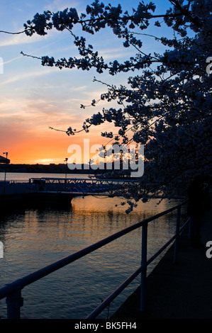 Sonnenuntergang auf der Gezeiten Potomac während der Cherry Blossom Festival 2010 in Washington DC Stockfoto