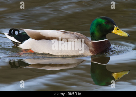 Drake Mallard (Anas Platyrhynchos) und Reflexion Stockfoto