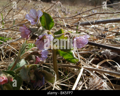 Pulmonaria Obscura, Suffolk Lungenkraut oder unbefleckt Lungenkraut gesehen am Ufer des Flusses Aufsess in Franken, Bayern, Deutschland Stockfoto