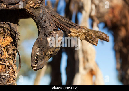 Wilde Hunde erschossen und auf eine Straße Seite Baum in der Nähe von Lake Eucumbene, Australien, von einem Landwirt, dessen Schafe angegriffen wurden, aufgehängt Stockfoto