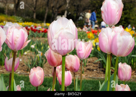 Blumenbeet rosa Tulpen im Arboretum-Park Dallas, Texas Stockfoto