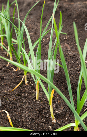 Knoblauch 'Spanisch rot', Allium Sativum, schießt in Folge bei The Eden Project in Cornwall Stockfoto