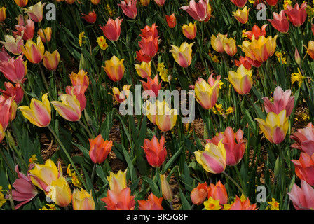 Blumenbeet Tulpen im Arboretum-Park Dallas, Texas Stockfoto