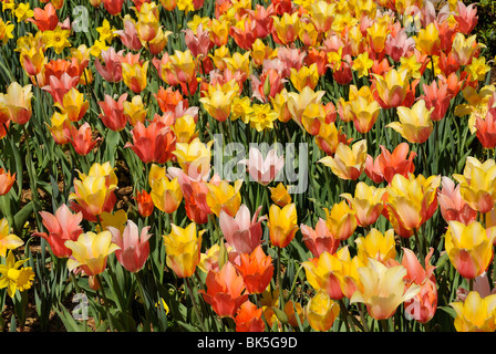 Blumenbeet Tulpen im Arboretum-Park Dallas, Texas Stockfoto