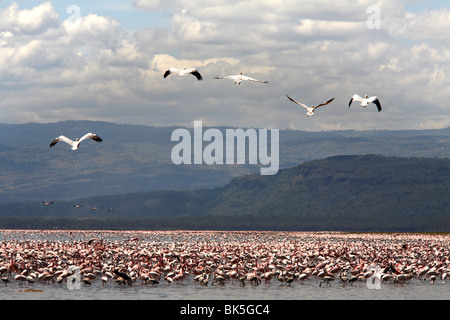 Flamingos am Lake Nakuru National Park, Kenia, Ostafrika, Afrika Stockfoto
