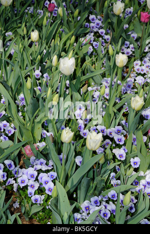 Blumenbeet Tulpen und Stiefmütterchen blühen im Arboretum-Park Dallas, Texas Stockfoto