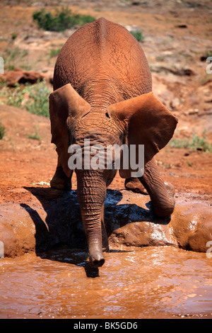 Ein Elefantenbaby am David Sheldrick Wildlife Trust Elephant Orphanage, Nairobi, Kenia, Ostafrika, Afrika Stockfoto