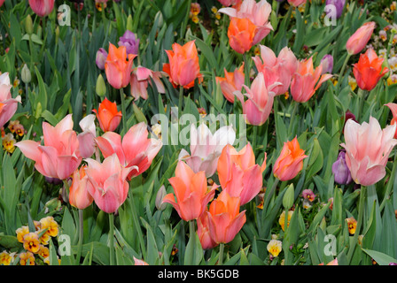 Blumenbeet Tulpen und Stiefmütterchen blühen im Arboretum-Park Dallas, Texas Stockfoto