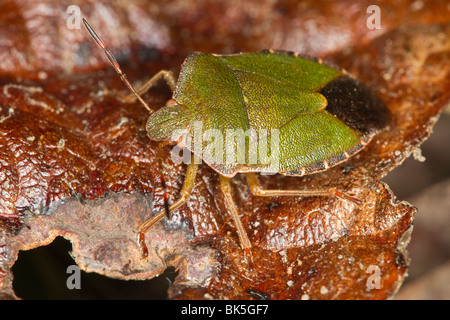 Erwachsene grün Shieldbug (Palomena Prasina) Stockfoto
