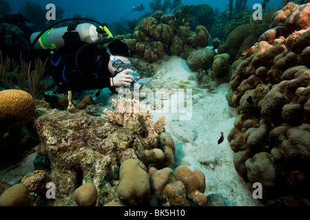 Scuba Diver Fotografieren ein Pfau Flunder (Bothus Lunatus) an einem tropischen Korallenriff Stockfoto