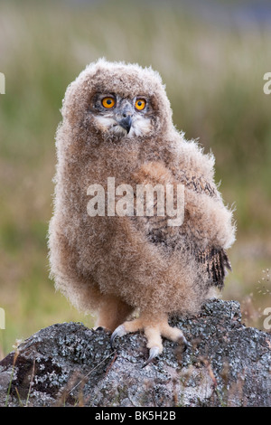 Küken Europäische Uhu (Bubo Bubo), in Gefangenschaft, Vereinigtes Königreich, Europa Stockfoto