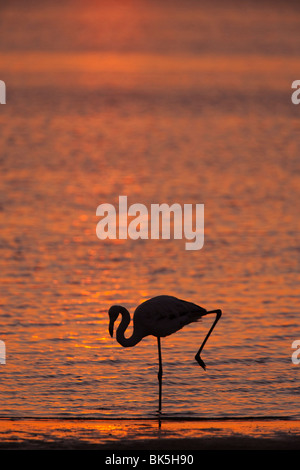 Rosaflamingo (Phoenicopterus Ruber), bei Dämmerung, Walvis Bay Lagune, Namibia, Afrika Stockfoto